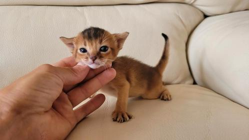 Raszuivere Abessijn kittens, Dieren en Toebehoren, Katten en Kittens | Raskatten | Korthaar, Meerdere dieren