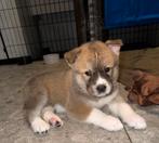 Amerikaanse Akita x Huskita pups 5 nog beschikbaar!, België, Particulier, Rabiës (hondsdolheid), 8 tot 15 weken