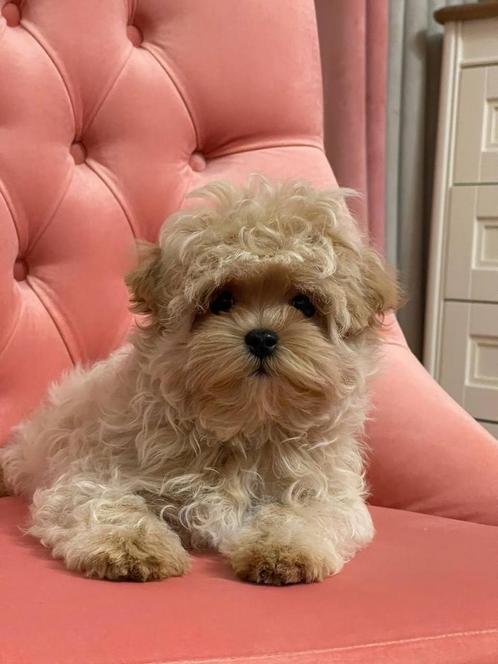 Exclusieve Maltipoo F1, Micro pup ( Maltezer/Toy Poedel ), Dieren en Toebehoren, Honden | Chihuahua's en Gezelschapshonden, Meerdere dieren