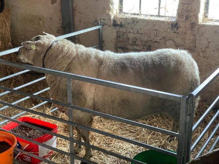 Goedgekeurde Noordhollander stamboek dekram, Dieren en Toebehoren, Schapen, Geiten en Varkens, Mannelijk