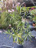 Roze Oleander - Zomerbloeier voor de Tuin, Tuin en Terras, Planten | Tuinplanten, Volle zon, Vaste plant, Zomer, Ophalen