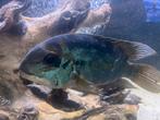 HOPLARCHUS PSITTACUS xl 20€, Dieren en Toebehoren, Vissen | Aquariumvissen