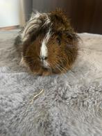 Cavia, Dieren en Toebehoren, Knaagdieren, Mannelijk, Cavia