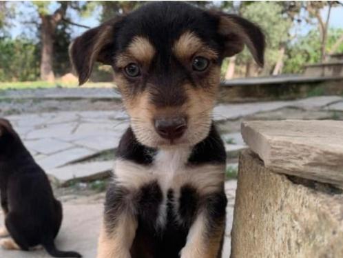 Tiny Tonny, een kleine hond met een groot hart ️, Dieren en Toebehoren, Honden | Niet-rashonden, Klein, Reu, Particulier, Eén hond