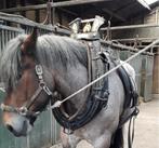 Prachtige paardenhaam, Dieren en Toebehoren, Ophalen, Zo goed als nieuw, Overige soorten