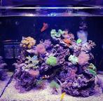 Red Sea Reefer 170 zee aquarium, Ophalen, Gebruikt, Leeg aquarium