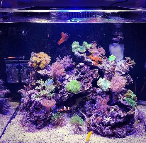 Red Sea Reefer 170 zee aquarium, Dieren en Toebehoren, Vissen | Aquaria en Toebehoren, Gebruikt, Leeg aquarium, Ophalen