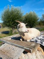 Zwangere geit!, Dieren en Toebehoren, Schapen, Geiten en Varkens, Vrouwelijk, Geit