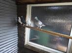 6 duiven, Meerdere dieren