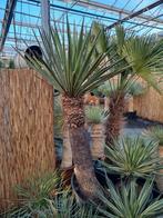Yucca faxoniana XXL I Uniek exemplaar I Ruim assortiment, Tuin en Terras, Planten | Tuinplanten, Vaste plant, Ophalen of Verzenden