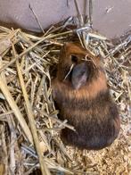 Cavia’s, Dieren en Toebehoren, Knaagdieren, December, Meerdere dieren, Cavia