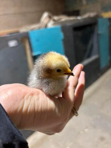 Cochin kuikens beschikbaar voor biedingen
