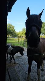 aangeboden of gezocht, Dieren en Toebehoren, Stalling en Weidegang, Weidegang, 2 of 3 paarden of pony's