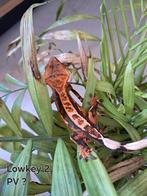 Wimpergekko (Correlophus ciliatus), Dieren en Toebehoren, 0 tot 2 jaar