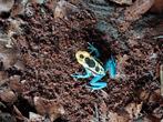 Dendrobates tinctorius Patricia, Dieren en Toebehoren, Amfibie, 0 tot 2 jaar