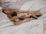 Zwijnenkop / everzwijn schedel, Verzamelen, Dierenverzamelingen, Ophalen, Gebruikt, Wild dier, Schedel