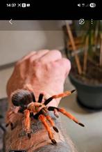 Mexicaanse roodpoot  Br. Boehmei, Dieren en Toebehoren, Reptielen en Amfibieën