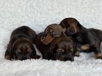 Standaard ruwhaar teckel pups met stamboom., Dieren en Toebehoren, Standaard, Reu, CDV (hondenziekte), 8 tot 15 weken
