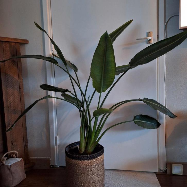 Moet weg!Mooie grote strelitzia reginae, 120cm hoog, Huis en Inrichting, Kamerplanten, 100 tot 150 cm, Volle zon, Ophalen