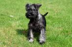 Dwergschnauzer pup te koop (reutje), Dieren en Toebehoren, Rabiës (hondsdolheid), 15 weken tot 1 jaar, Buitenland, Eén hond