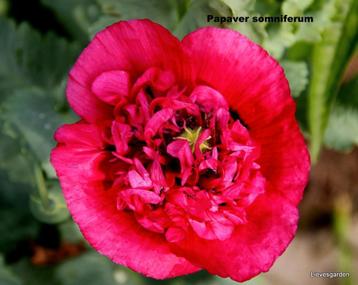 Uit de biologische moestuin: Dubbelbloemige Papaver beschikbaar voor biedingen