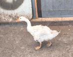 Gans, Dieren en Toebehoren, Pluimvee, Geslacht onbekend, Gans of Zwaan