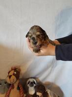 dwergteckel, Dieren en Toebehoren, België, Particulier, Reu, 8 tot 15 weken