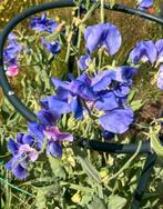 Zaden Lathyrus odoratus Noël Sutton", Ophalen of Verzenden, Volle zon