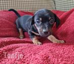 Mooie black and tan puppy's, Dieren en Toebehoren, Honden | Jack Russells en Terriërs, Jack Russell Terriër, 8 tot 15 weken, HCC (leverziekte)