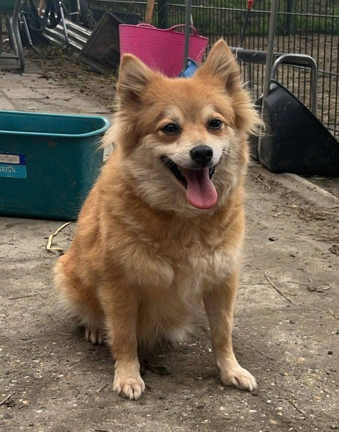 Lief ondeugend keeshondje, Dieren en Toebehoren, Honden | Niet-rashonden, Middel, Teef, Particulier, Eén hond, Buitenland, 6 jaar of ouder