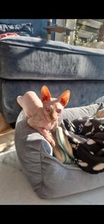 Sphynx kater
