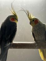 2 koppels Valkparkieten, Dieren en Toebehoren, Meerdere dieren, Parkiet, Geringd