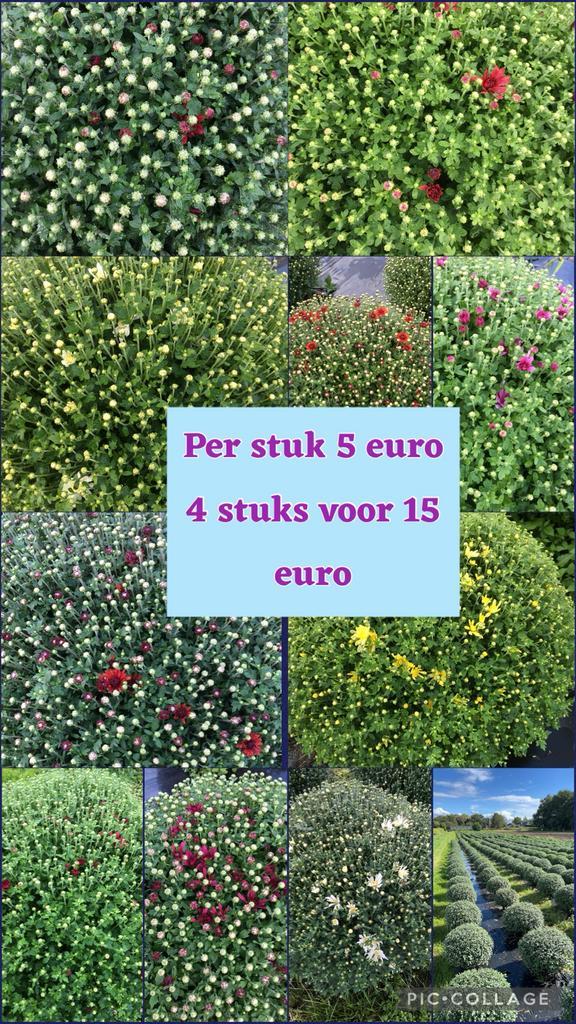 Bolchrysanten - Reuze Bollen, Vers van het Land!, Tuin en Terras, Planten | Tuinplanten, Eenjarig, Overige soorten, Herfst, Ophalen