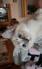 Zeer aanhalige ragdoll kittens met stamboom, Dieren en Toebehoren, Katten en Kittens | Raskatten | Langhaar, Meerdere dieren, Gechipt