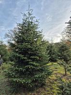 Mooie grote  Nordman kerstbomen 4 - 6 mtr., Tuin en Terras, Planten | Bomen, Ophalen, Zomer, Volle zon, Overige soorten