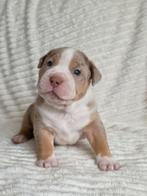 Prachtig American Bully XL nestje, Dieren en Toebehoren, CDV (hondenziekte), Overige rassen, 8 tot 15 weken, Meerdere