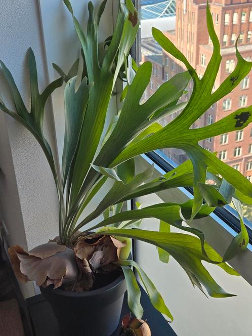Twee Grote Hertshoornvarens, Huis en Inrichting, Kamerplanten, Overige soorten, Minder dan 100 cm, Groene kamerplant, Halfschaduw