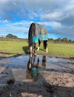 Stalmedewerker/groom gevraagd!, Diensten en Vakmensen, Verzorging