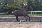Super stoere jaarling, Dieren en Toebehoren, Ruin, Niet van toepassing, Dressuurpaard, 0 tot 2 jaar