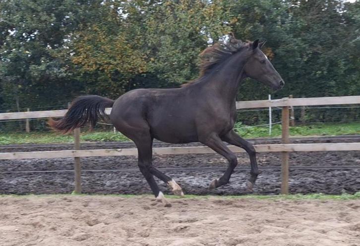 Super stoere jaarling, Dieren en Toebehoren, Paarden, Ruin, Niet van toepassing, 165 tot 170 cm, 0 tot 2 jaar, Dressuurpaard