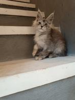 Maine Coon Kater, Dieren en Toebehoren, Kater, Gechipt, 0 tot 2 jaar