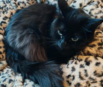 Lieve black solid ragdoll poes (herplaatser) PKD&HCM vrij beschikbaar voor biedingen
