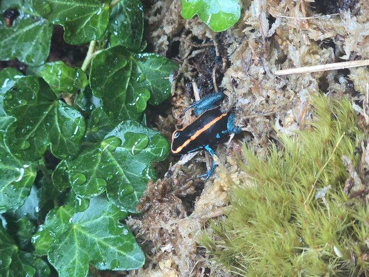 Phyllobates vittatus nakweek te koop.