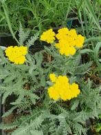Achillea Moonshine, Volle zon, Vaste plant, Zomer, Ophalen