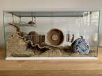 Hamsterkooi voor Hamsterscaping – Glas met Schuifruitdeuren, Minder dan 60 cm, Nieuw, Ophalen of Verzenden, 75 tot 110 cm