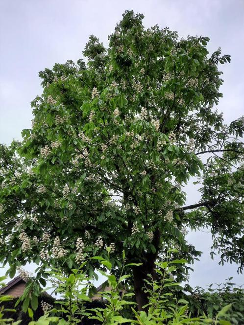 Kastanjeboom paardekastanje jonge stekken, Tuin en Terras, Planten | Bomen, Minder dan 100 cm, Ophalen
