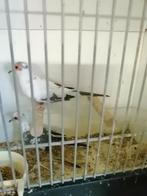 Koppel bonte diamantduiven, Meerdere dieren, Tropenvogel