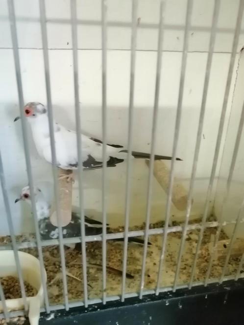Koppel bonte diamantduiven, Dieren en Toebehoren, Vogels | Overige Vogels, Tropenvogel, Meerdere dieren