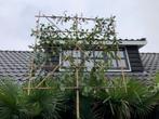 Glansmispel Leiboom, stamhoogte 2 meter rek 150 x 150 cm, Ophalen, Leiboom, Halfschaduw, 250 tot 400 cm