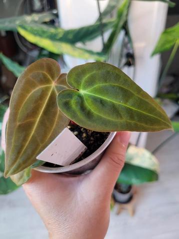 Anthurium yellow spider stamstek beschikbaar voor biedingen